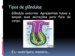 Tipos de glândulas
- Glândula exócrina: Apresentam tubos e
lançam suas secreções para fora do
corpo;
- Ex.: sudorípara, mamária...
 