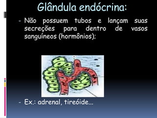 Glândula endócrina:
- Não possuem tubos e lançam suas
secreções para dentro de vasos
sanguíneos (hormônios);
- Ex.: adrenal, tireóide...
 