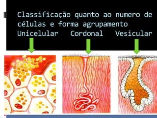 Classificação quanto ao numero de
células e forma agrupamento
Unicelular Cordonal Vesicular
 