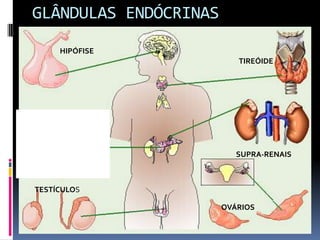GLÂNDULAS ENDÓCRINAS
OVÁRIOS
SUPRA-RENAIS
TIREÓIDE
TESTÍCULOS
HIPÓFISE
 