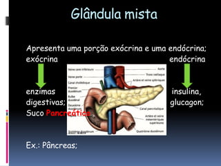 Glândula mista
Apresenta uma porção exócrina e uma endócrina;
exócrina endócrina
enzimas insulina,
digestivas; glucagon;
Suco Pancreático
Ex.: Pâncreas;
 