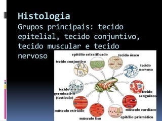 Histologia
Grupos principais: tecido
epitelial, tecido conjuntivo,
tecido muscular e tecido
nervoso
 