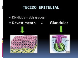 TECIDO EPITELIAL
 Dividido em dois grupos:
 Revestimento e Glandular
 