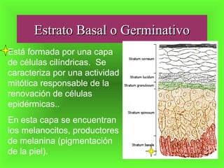Estrato Basal o GerminativoEstrato Basal o Germinativo
Está formada por una capa
de células cilíndricas. Se
caracteriza por una actividad
mitótica responsable de la
renovación de células
epidérmicas..
En esta capa se encuentran
los melanocitos, productores
de melanina (pigmentación
de la piel).
 