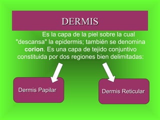 DERMISDERMIS
Es la capa de la piel sobre la cual
"descansa" la epidermis; también se denomina
corion. Es una capa de tejido conjuntivo
constituida por dos regiones bien delimitadas:
Dermis PapilarDermis Papilar Dermis ReticularDermis Reticular
 