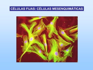 CÉLULAS FIJAS: CÉLULAS MESENQUIMÁTICAS
 