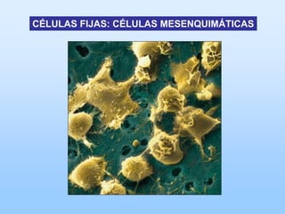CÉLULAS FIJAS: CÉLULAS MESENQUIMÁTICAS
 