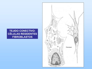TEJIDO CONECTIVO:
CÉLULAS RESIDENTES
   FIBROBLASTOS
 