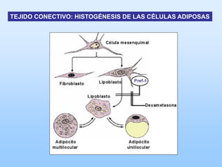 TEJIDO CONECTIVO: HISTOGÉNESIS DE LAS CÉLULAS ADIPOSAS
 