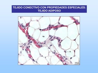 TEJIDO CONECTIVO CON PROPIEDADES ESPECIALES:
               TEJIDO ADIPOSO
 