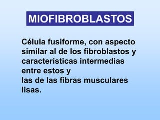 MIOFIBROBLASTOS

Célula fusiforme, con aspecto
similar al de los fibroblastos y
características intermedias
entre estos y
las de las fibras musculares
lisas.
 