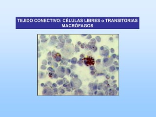 TEJIDO CONECTIVO: CÉLULAS LIBRES o TRANSITORIAS
                 MACRÓFAGOS
 