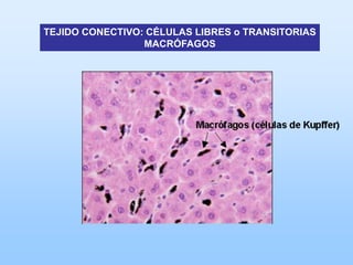 TEJIDO CONECTIVO: CÉLULAS LIBRES o TRANSITORIAS
                 MACRÓFAGOS
 