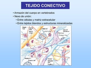 TEJIDO CONECTIVO
• Armazón del cuerpo en vertebrados
• Nexo de unión:
   • Entre células y matriz extracelular
   • Entre tejidos blandos y estructuras mineralizadas
 