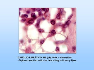 GANGLIO LINFÁTICO. HE (obj.100X - inmersión)
- Tejido conectivo reticular. Macrófagos libres y fijos
 
