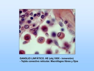 GANGLIO LINFÁTICO. HE (obj.100X - inmersión)
- Tejido conectivo reticular. Macrófagos libres y fijos
 