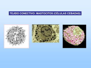 TEJIDO CONECTIVO: MASTOCITOS (CÉLULAS CEBADAS)
 
