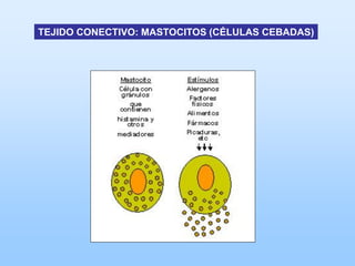 TEJIDO CONECTIVO: MASTOCITOS (CÉLULAS CEBADAS)
 
