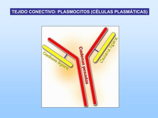TEJIDO CONECTIVO: PLASMOCITOS (CÉLULAS PLASMÁTICAS)
 