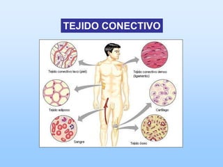TEJIDO CONECTIVO
 