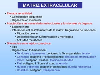 MATRIZ EXTRACELULAR
• Elevada versatilidad:
     • Composición bioquímica
     • Organización molecular
• Adaptación a las necesidades estructurales y funcionales de órganos:
     • Soporte inerte
     • Interacción células/elementos de la matriz: Regulación de funciones:
          • Migración celular
          • Desarrollo tisular: Diferenciación y morfología
          • Actividad metabólica
• Diferencias entre tejidos conectivos:
     • Tipo
     • Organización tridimensional
          • Tendones y ligamentos: colágeno I / fibras paralelas: tensión
          • Cartílago: colágeno II+proteoglicanos: elasticidad-amortiguación
          • Vasos: colágeno+elastina: tensión-elasticidad
          • Piel: colágeno I / fibras al azar: extensión
          • Huesos y dientes: colágeno+polifosfatos: dureza-resistencia
          • Cristalino: colágeno: transparencia
 