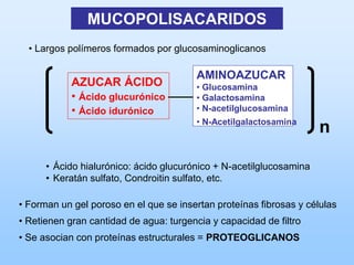 MUCOPOLISACARIDOS
  • Largos polímeros formados por glucosaminoglicanos

                                        AMINOAZUCAR
            AZUCAR ÁCIDO                • Glucosamina
            • Ácido glucurónico         • Galactosamina
            • Ácido idurónico           • N-acetilglucosamina
                                        • N-Acetilgalactosamina
                                                                     n

      • Ácido hialurónico: ácido glucurónico + N-acetilglucosamina
      • Keratán sulfato, Condroitin sulfato, etc.

• Forman un gel poroso en el que se insertan proteínas fibrosas y células
• Retienen gran cantidad de agua: turgencia y capacidad de filtro
• Se asocian con proteínas estructurales = PROTEOGLICANOS
 