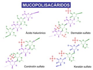 MUCOPOLISACÁRIDOS




 Ácido hialurónico   Dermatán sulfato




Condroitín sulfato     Keratán sulfato
 