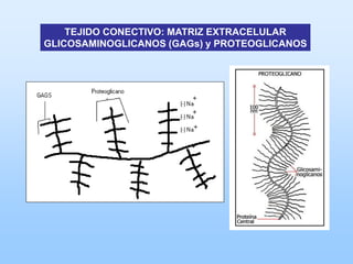 TEJIDO CONECTIVO: MATRIZ EXTRACELULAR
GLICOSAMINOGLICANOS (GAGs) y PROTEOGLICANOS
 