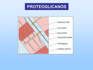 PROTEOGLICANOS
 