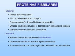 PROTEINAS FIBRILARES
• Elastina:
     • Tejidos elásticos (vasos)
     • 1%-2% del contenido en colágeno
     • Proteína pequeña: forma fibrillas muy insolubles
     • Enlaces covalentes cruzados: desmosina (4 lisinas/lisina oxidasa)
     • Cambios conformacionales: elasticidad
• Fibrillina:
     • Proteína que forma parte de las microfibrillas
     • Distribución amplia en muchos tejidos conectivos
     • Forma de bastón con cabeza globular: alineación en microfibrillas
 