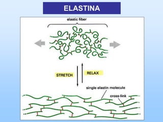 ELASTINA
 