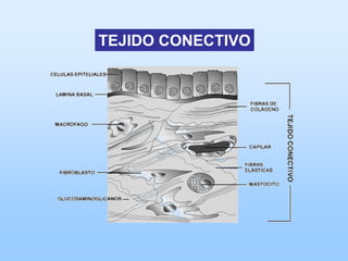 TEJIDO CONECTIVO
 