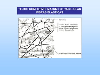 TEJIDO CONECTIVO: MATRIZ EXTRACELULAR
           FIBRAS ELÁSTICAS
 