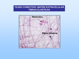 TEJIDO CONECTIVO: MATRIZ EXTRACELULAR
           FIBRAS ELÁSTICAS
 