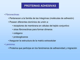 PROTEINAS ADHESIVAS


• Fibronectinas:
    • Pertenecen a la familia de las Integrinas (moléculas de adhesión)
    • Poseen diferentes dominios de unión a:
        • receptores de membrana en células del tejido conjuntivo
        • otras fibronectinas para formar dímeros
        • colágeno
        • proteoglicanos
    • Aseguran la estructura de la matriz extracelular
• Laminina:
    • Proteína que participa en los fenómenos de adhesividad y migración
 