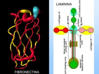 LAMININA




FIBRONECTINA
 