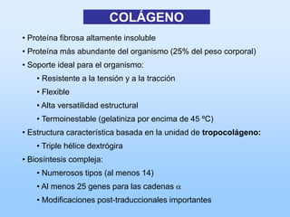 COLÁGENO
• Proteína fibrosa altamente insoluble
• Proteína más abundante del organismo (25% del peso corporal)
• Soporte ideal para el organismo:
    • Resistente a la tensión y a la tracción
    • Flexible
    • Alta versatilidad estructural
    • Termoinestable (gelatiniza por encima de 45 ºC)
• Estructura característica basada en la unidad de tropocolágeno:
    • Triple hélice dextrógira
• Biosíntesis compleja:
    • Numerosos tipos (al menos 14)
    • Al menos 25 genes para las cadenas a
    • Modificaciones post-traduccionales importantes
 