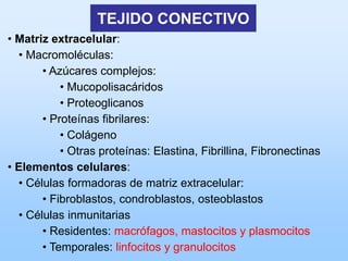 TEJIDO CONECTIVO
• Matriz extracelular:
  • Macromoléculas:
       • Azúcares complejos:
           • Mucopolisacáridos
           • Proteoglicanos
       • Proteínas fibrilares:
           • Colágeno
           • Otras proteínas: Elastina, Fibrillina, Fibronectinas
• Elementos celulares:
  • Células formadoras de matriz extracelular:
       • Fibroblastos, condroblastos, osteoblastos
  • Células inmunitarias
       • Residentes: macrófagos, mastocitos y plasmocitos
       • Temporales: linfocitos y granulocitos
 