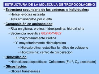 ESTRUCTURA DE LA MOLÉCULA DE TROPOCOLÁGENO
• Estructura secundaria de las cadenas a individuales:
    • Hélice levógira estirada
    • Tres aminoácidos por vuelta
• Composición en aminoácidos:
    • Rica en glicina, prolina, hidroxiprolina, hidroxilisina
    • Secuencia repetitiva GLY-X-Y-GLY
        • X: mayoritariamente Prolina
        • Y: mayoritariamente Hidroxiprolina
            • Hidroxiprolina: estabiliza la hélice de colágeno
            • Hidroxilisina: centro de glicosilación
• Hidroxilación:
    • Hidroxilasas específicas: Cofactores (Fe+2, O2, ascorbato)
• Glicosilación:
    • Glicosil transferasas
 