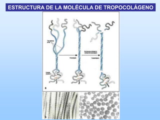 ESTRUCTURA DE LA MOLÉCULA DE TROPOCOLÁGENO
 