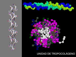 UNIDAD DE TROPOCOLÁGENO
 