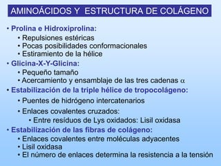 AMINOÁCIDOS Y ESTRUCTURA DE COLÁGENO
• Prolina e Hidroxiprolina:
    • Repulsiones estéricas
    • Pocas posibilidades conformacionales
    • Estiramiento de la hélice
• Glicina-X-Y-Glicina:
    • Pequeño tamaño
    • Acercamiento y ensamblaje de las tres cadenas a
• Estabilización de la triple hélice de tropocolágeno:
    • Puentes de hidrógeno intercatenarios
    • Enlaces covalentes cruzados:
        • Entre resíduos de Lys oxidados: Lisil oxidasa
• Estabilización de las fibras de colágeno:
    • Enlaces covalentes entre moléculas adyacentes
    • Lisil oxidasa
    • El número de enlaces determina la resistencia a la tensión
 