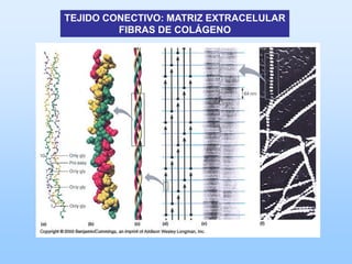 TEJIDO CONECTIVO: MATRIZ EXTRACELULAR
         FIBRAS DE COLÁGENO
 