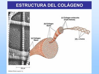 ESTRUCTURA DEL COLÁGENO
 