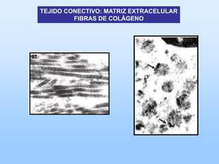 TEJIDO CONECTIVO: MATRIZ EXTRACELULAR
         FIBRAS DE COLÁGENO
 