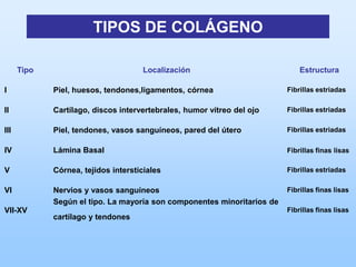 TIPOS DE COLÁGENO

      Tipo                           Localización                            Estructura

I            Piel, huesos, tendones,ligamentos, córnea                   Fibrillas estriadas

II           Cartílago, discos intervertebrales, humor vítreo del ojo    Fibrillas estriadas

III          Piel, tendones, vasos sanguíneos, pared del útero           Fibrillas estriadas

IV           Lámina Basal                                                Fibrillas finas lisas

V            Córnea, tejidos intersticiales                              Fibrillas estriadas

VI           Nervios y vasos sanguíneos                                  Fibrillas finas lisas
             Según el tipo. La mayoría son componentes minoritarios de
VII-XV                                                                   Fibrillas finas lisas
             cartílago y tendones
 