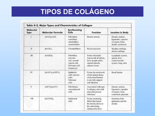 TIPOS DE COLÁGENO
 