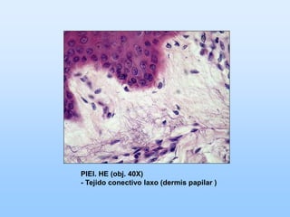 PIEl. HE (obj. 40X)
- Tejido conectivo laxo (dermis papilar )
 