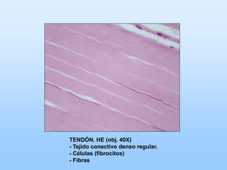 TENDÓN. HE (obj. 40X)
- Tejido conectivo denso regular.
- Células (fibrocitos)
- Fibras
 