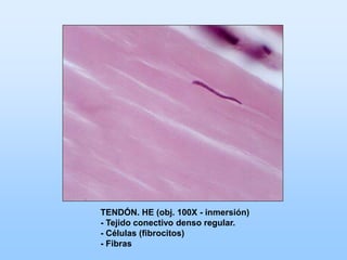 TENDÓN. HE (obj. 100X - inmersión)
- Tejido conectivo denso regular.
- Células (fibrocitos)
- Fibras
 